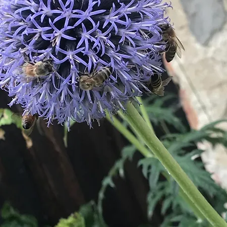 U Včelára - Aeda Ubytování v soukromí *